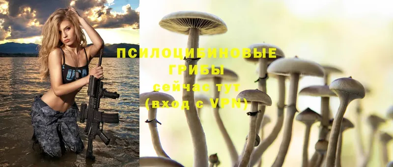 Галлюциногенные грибы Psilocybine cubensis Горно-Алтайск